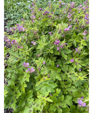 Geranium x monacense 'Claudine Dupont'