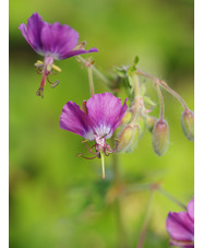 Geranium x monacense 'Claudine Dupont'
