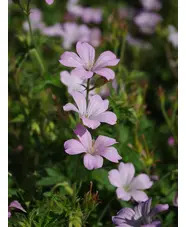 Geranium x oxonianum 'Rebecca Moss'