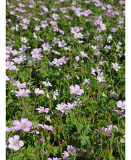 Geranium x oxonianum 'Rebecca Moss'