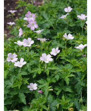 Geranium x oxonianum 'Rebecca Moss'