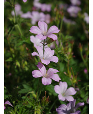 Geranium x oxonianum 'Rebecca Moss'