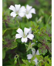 Geranium x oxonianum 'Superstar'