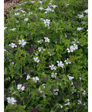 Geranium x oxonianum 'Superstar'