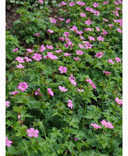 Geranium x oxonianum 'Wargrave Pink'