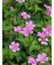 Geranium x oxonianum 'Wargrave Pink'