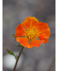 Geum 'Borisii'