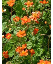 Geum 'Borisii'