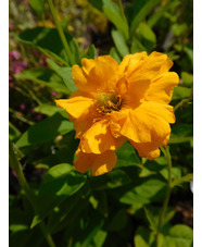 Geum 'Sunrise'