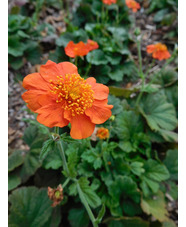 Geum 'Nordek'