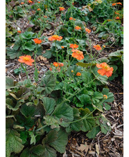 Geum 'Nordek'