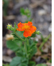 Geum 'Nordek'