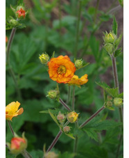 Geum 'Prinses Juliana'