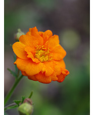 Geum 'Prinses Juliana'