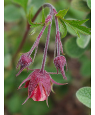 Geum rivale 'Leonard's Variety'