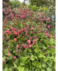 Geum rivale 'Leonard's Variety'