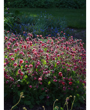 Geum rivale 'Leonard's Variety'