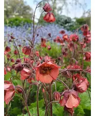 Geum rivale 'Leonard's Variety'