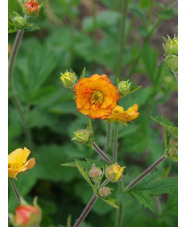 Geum 'Totally Tangerine'