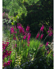 Gladiolus communis subsp. byzantinus