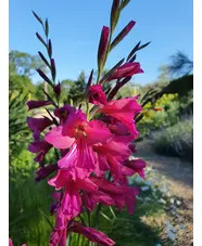 Gladiolus communis subsp. byzantinus
