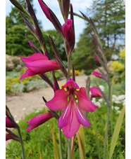 Gladiolus communis subsp. byzantinus