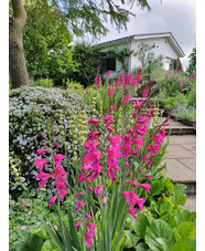 Gladiolus communis subsp. byzantinus