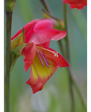 Gladiolus 'David Hills' (papilio hybrid)