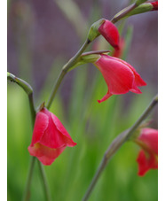 Gladiolus 'David Hills' (papilio hybrid)