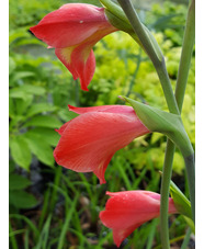 Gladiolus 'David Hills' (papilio hybrid)