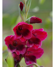 Gladiolus 'Ruby' (papilio hybrid)