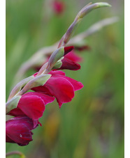 Gladiolus 'Ruby' (papilio hybrid)