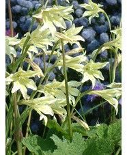 Gladiolus tristis