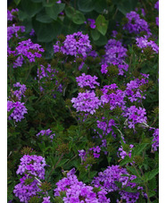 Glandularia 'La France'