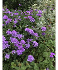 Glandularia 'La France'