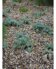 Glaucium flavum