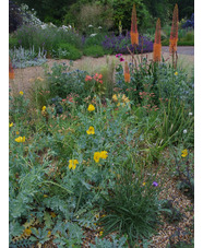 Glaucium flavum