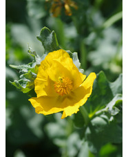 Glaucium flavum