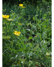 Glaucium flavum