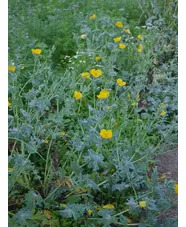 Glaucium flavum