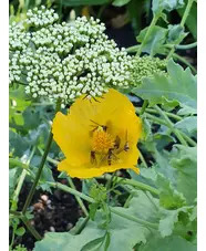 Glaucium flavum