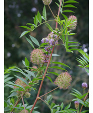 Glycyrrhiza yunnanensis