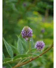 Glycyrrhiza yunnanensis