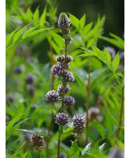 Glycyrrhiza yunnanensis