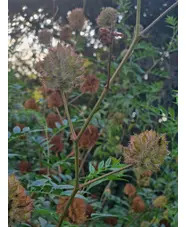 Glycyrrhiza yunnanensis