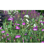 Annuals Masterclass