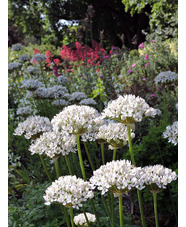 Allium nigrum (3xDB)