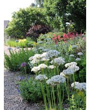 Allium nigrum (3xDB)