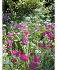 Silene coronaria