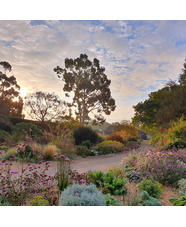 Beth Chatto Card Gravel Garden